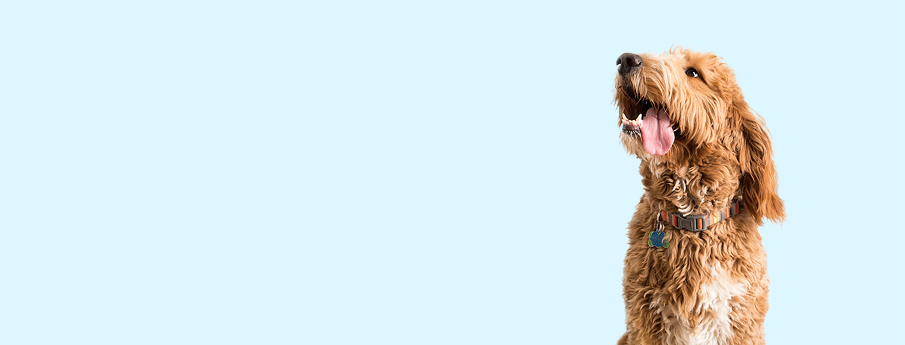 Veterinary Care in Fort Collins, CO | Advanced Animal Care of Colorado